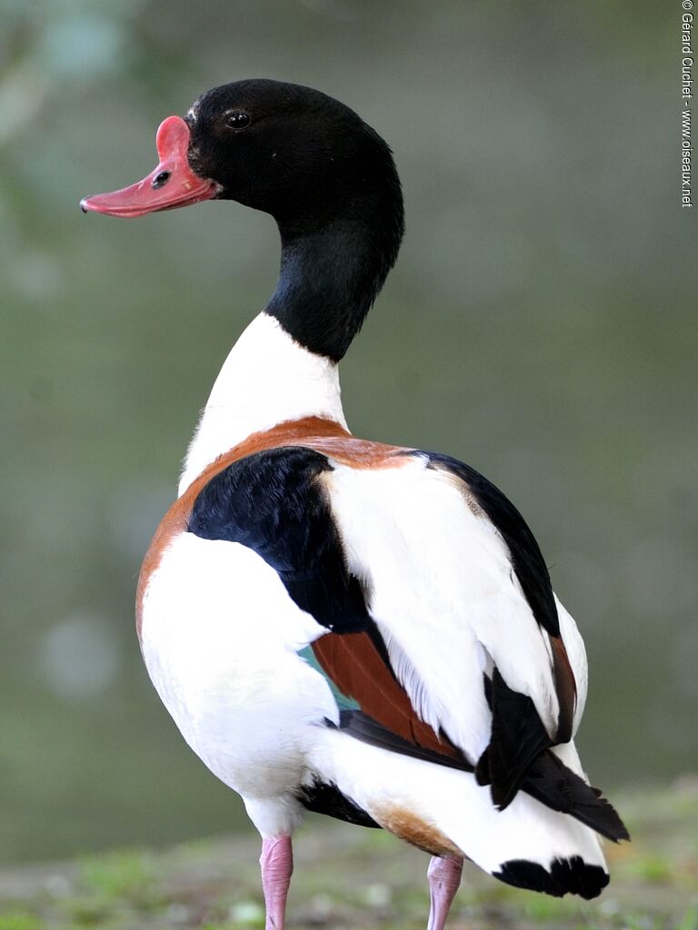 Common Shelduck