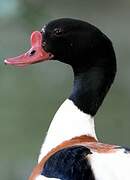 Common Shelduck