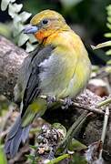 Flame-colored Tanager