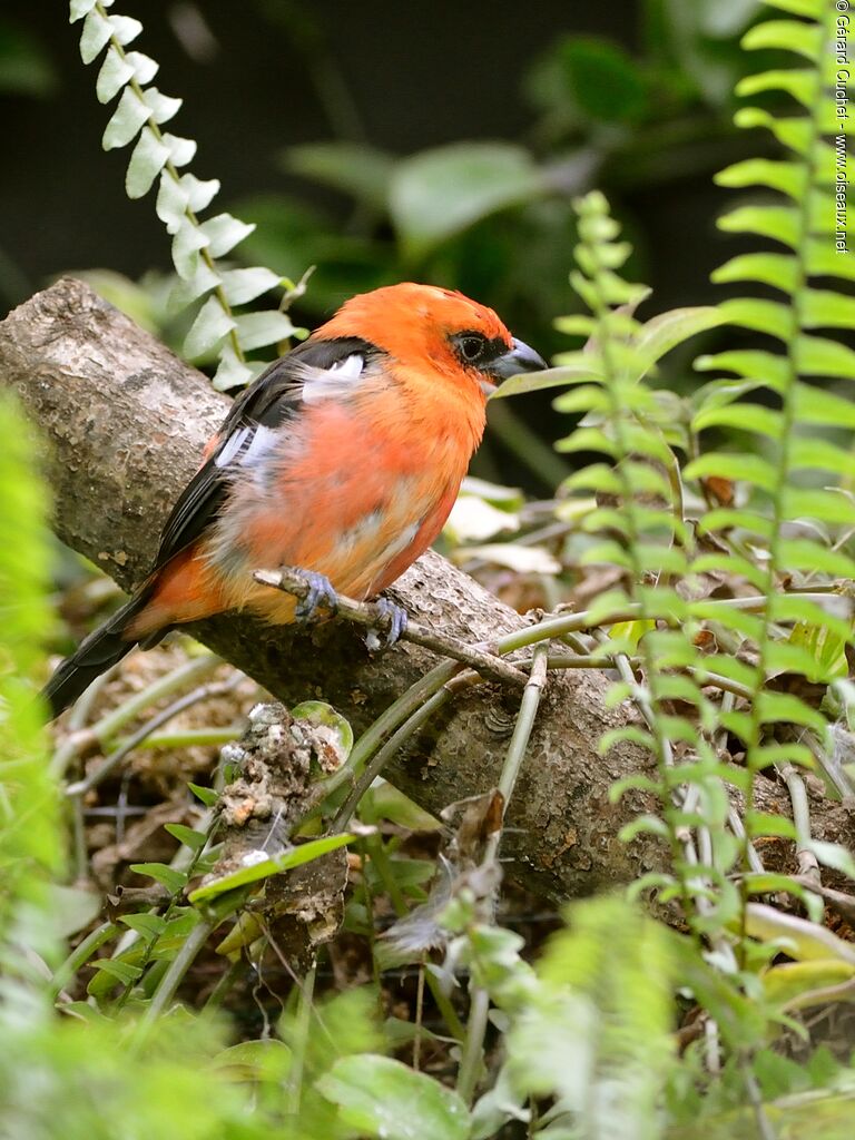Flame-colored Tanager