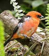 Flame-colored Tanager