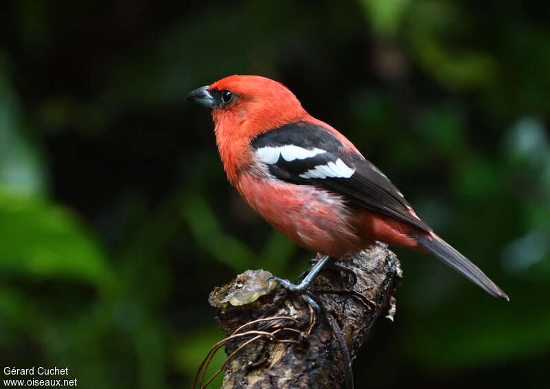 Tangara bifascié, identification