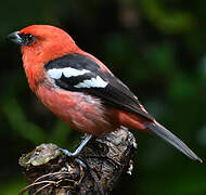 White-winged Tanager