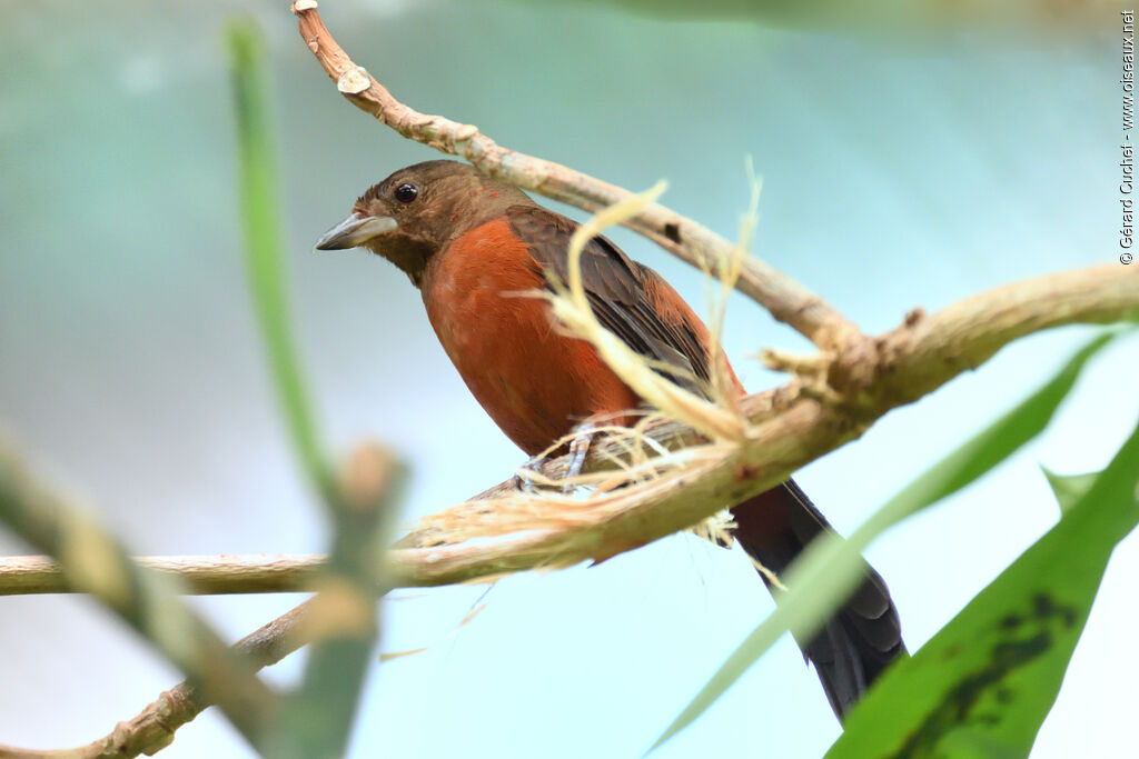 Tangara du Brésil femelle, identification