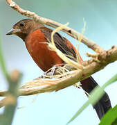 Brazilian Tanager