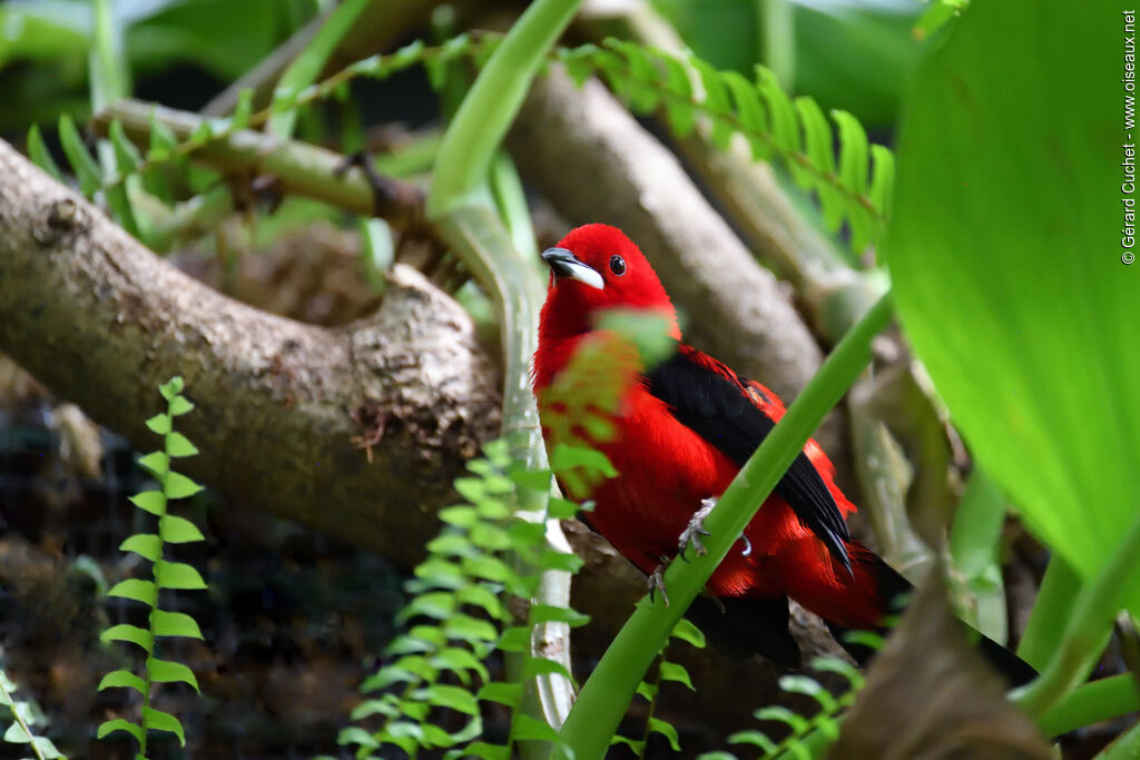 Brazilian Tanager male, identification