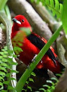 Brazilian Tanager