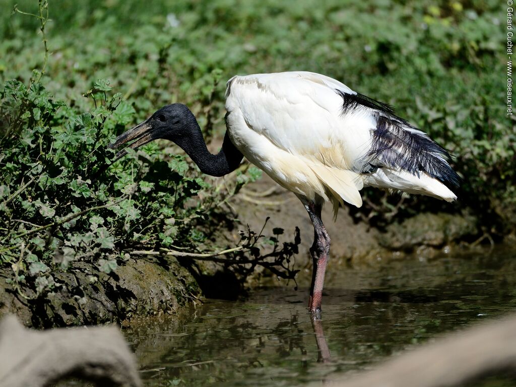 Wood Stork