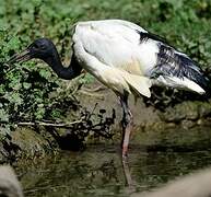 Wood Stork