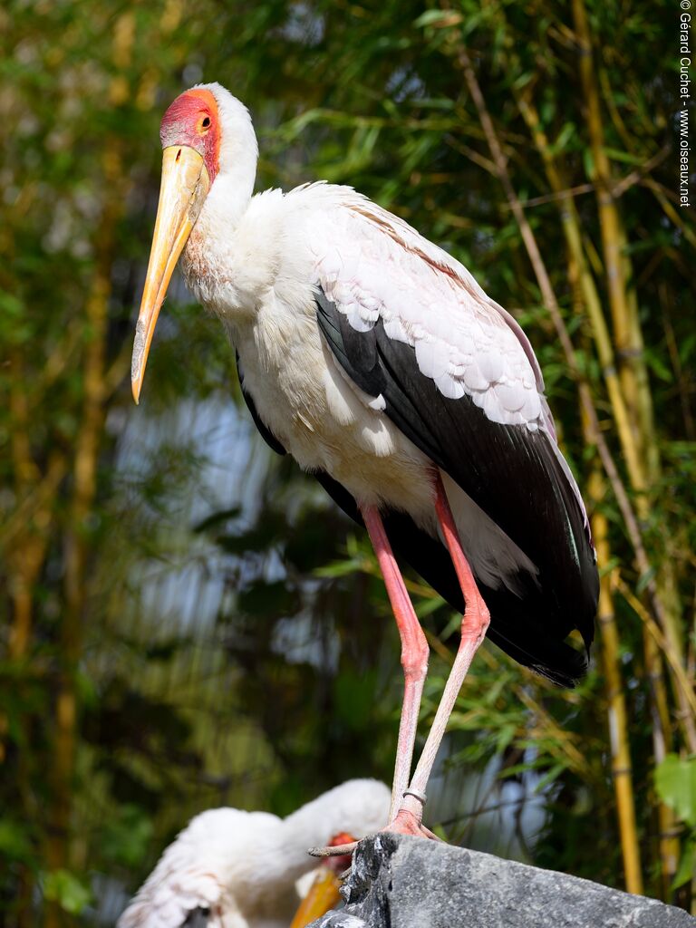 Yellow-billed Stork