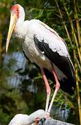 Yellow-billed Stork