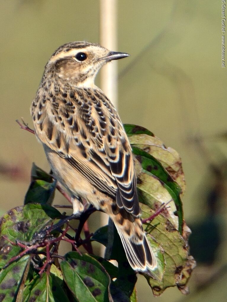 Whinchat female