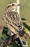 Whinchat