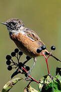 European Stonechat