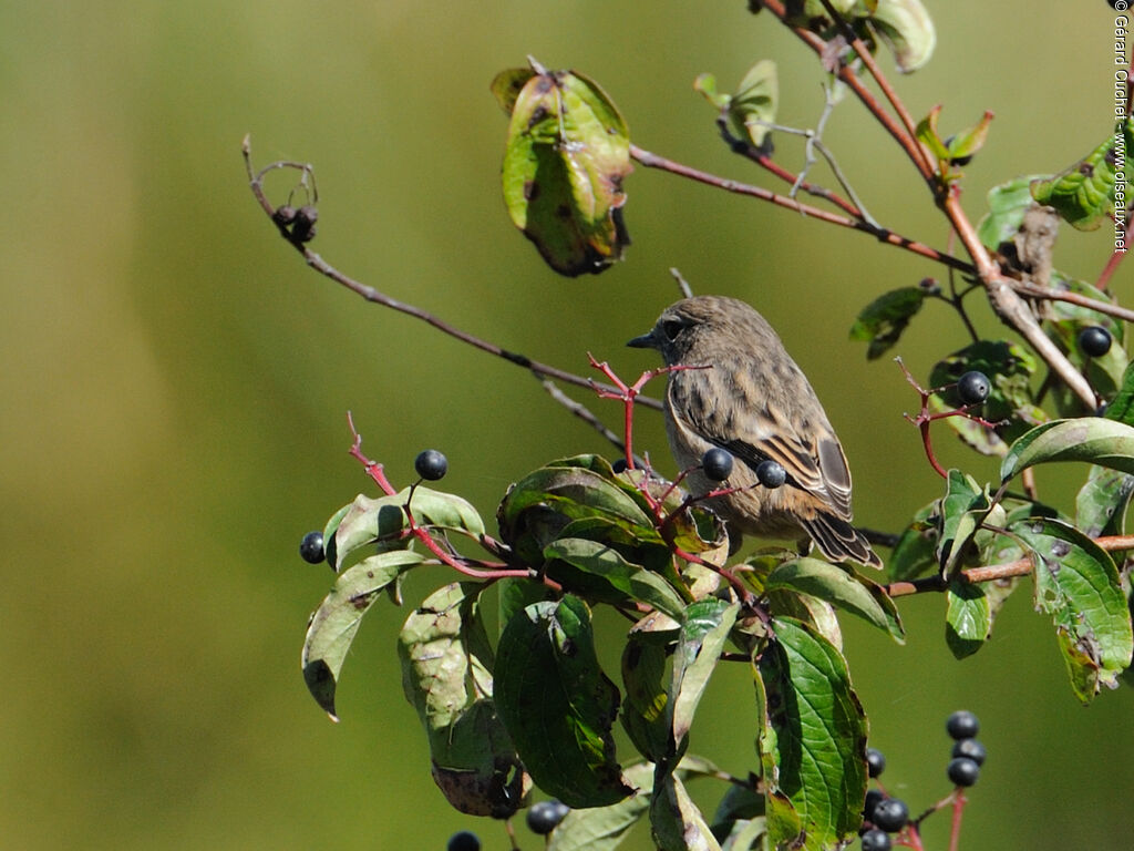 European Stonechat