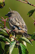 European Stonechat