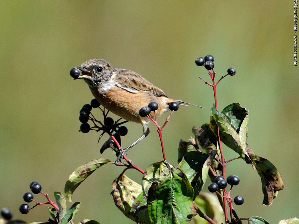 European Stonechat