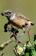 European Stonechat