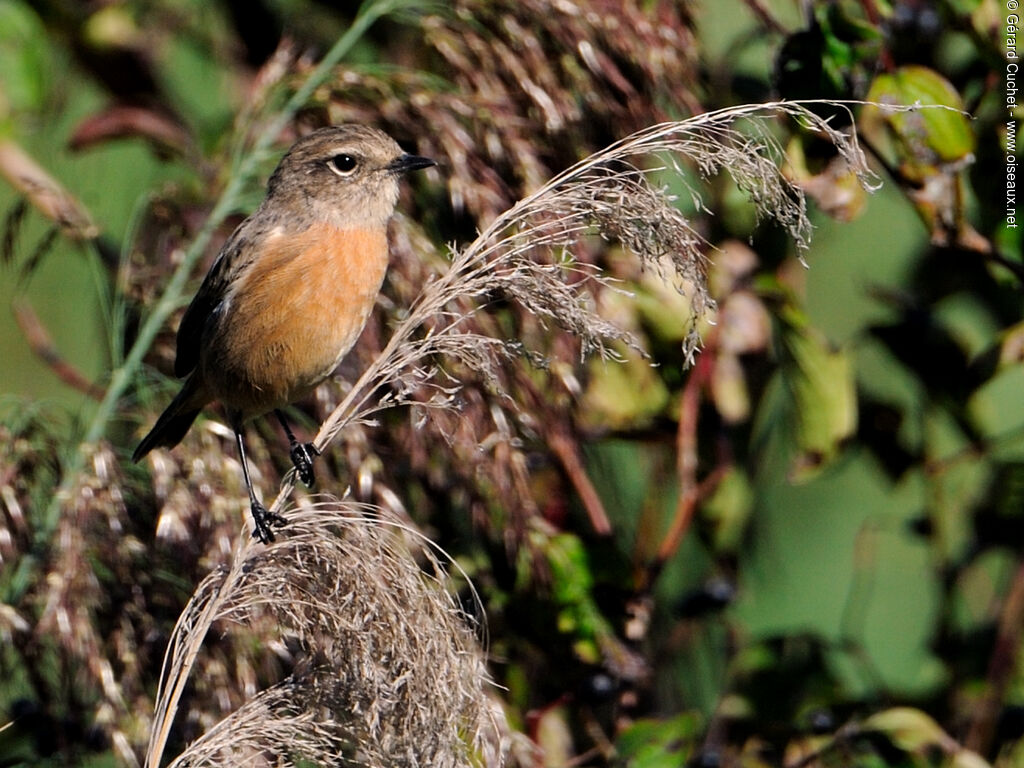 European Stonechat female First year