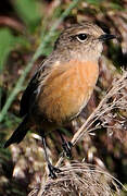 European Stonechat