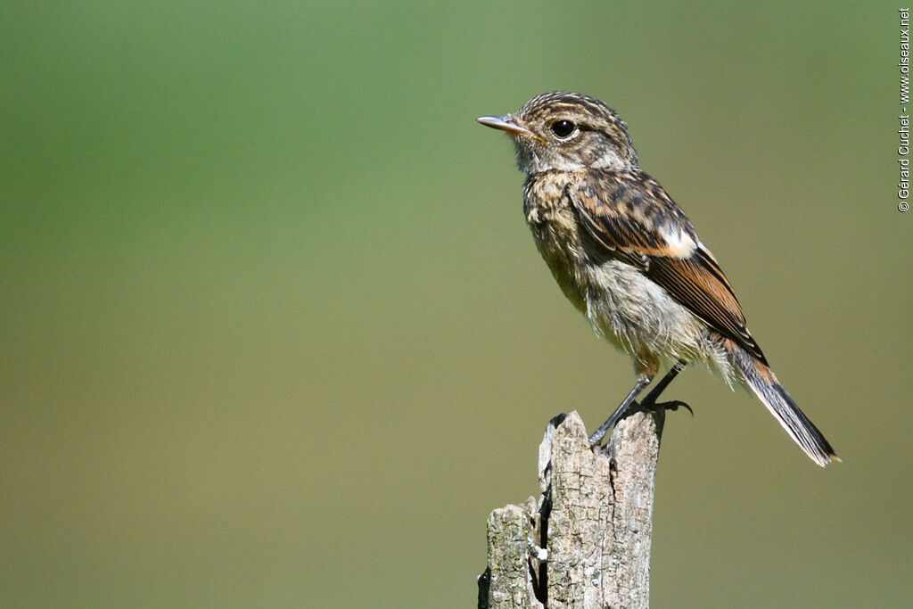 Tarier pâtrejuvénile, identification