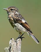 European Stonechat