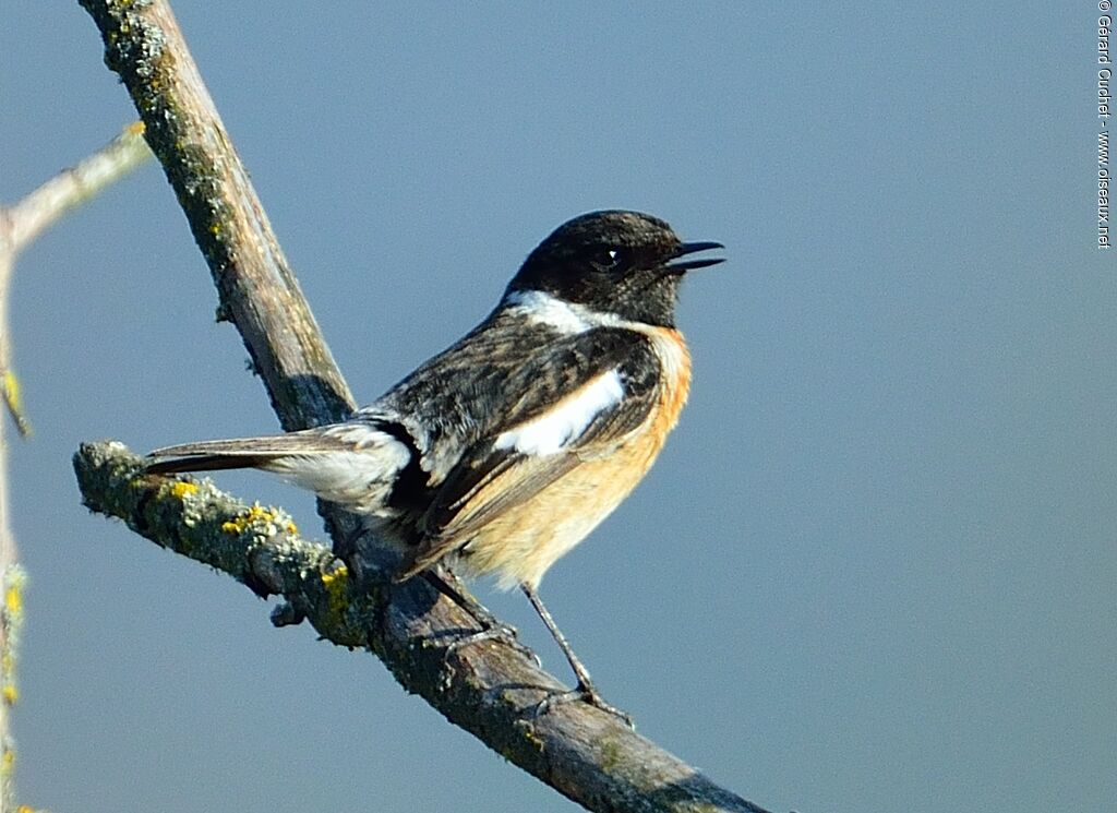 European Stonechat male, close-up portrait