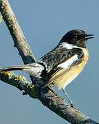 European Stonechat