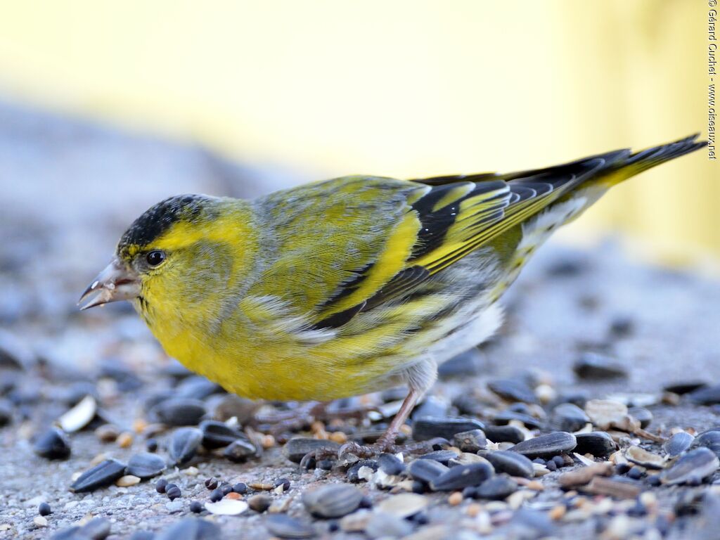 Eurasian Siskin male, eats