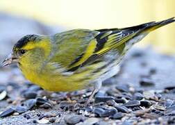 Eurasian Siskin