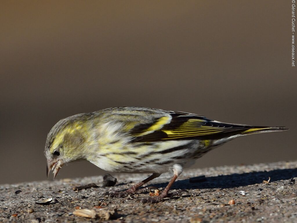 Eurasian Siskin female adult, eats