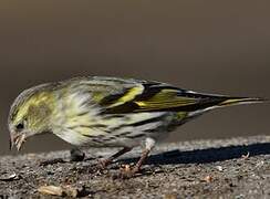 Eurasian Siskin