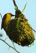 Rüppell's Weaver