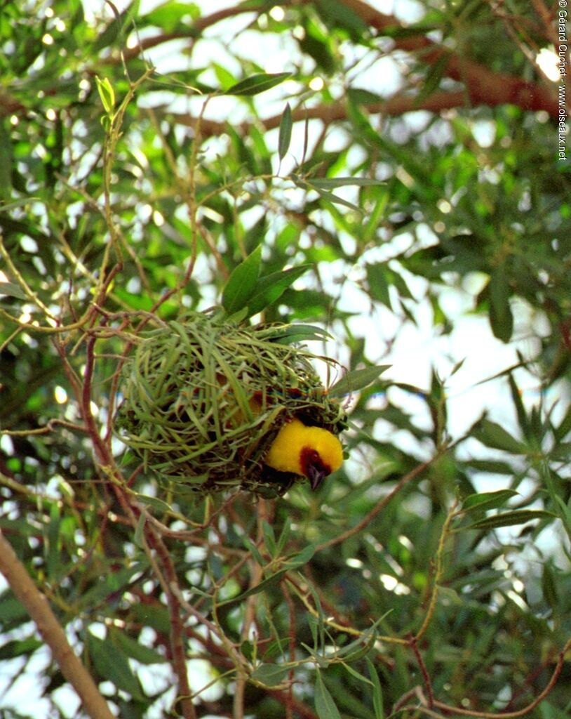 Rüppell's Weaver