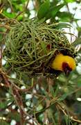 Rüppell's Weaver