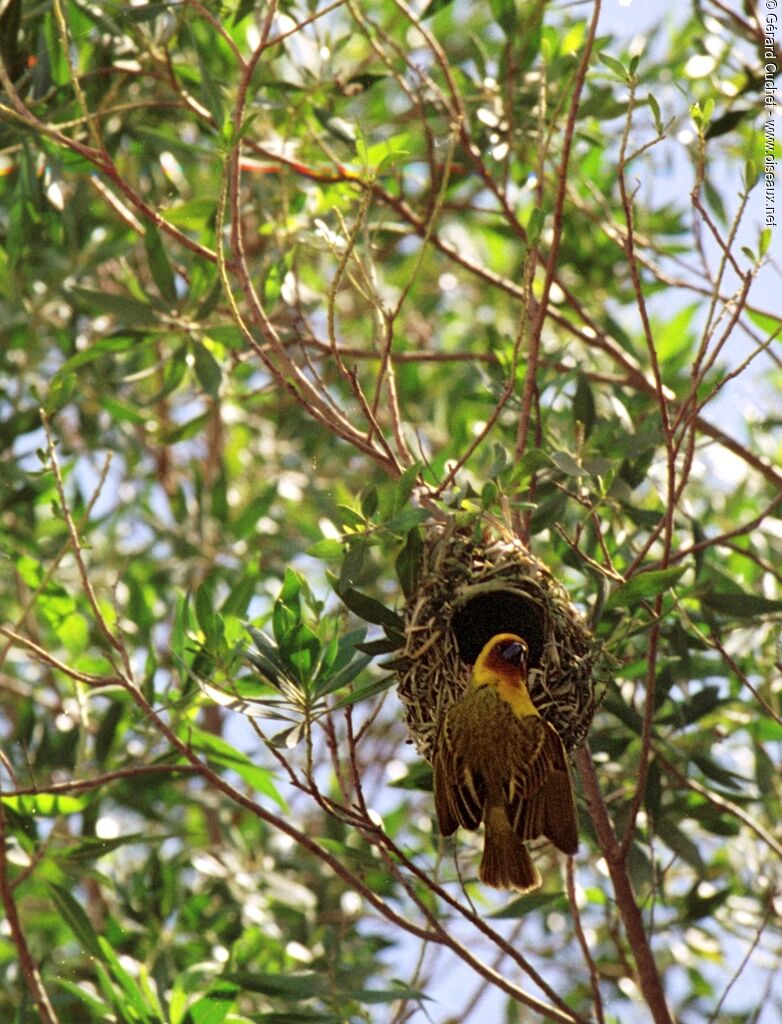 Rüppell's Weaver