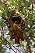 Rüppell's Weaver