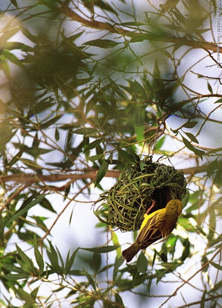 Rüppell's Weaver