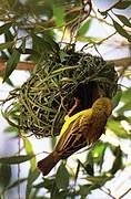 Rüppell's Weaver