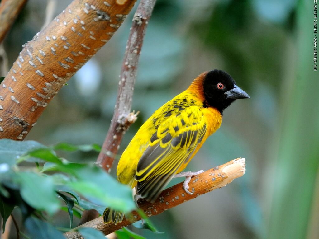 Village Weaver