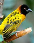 Village Weaver