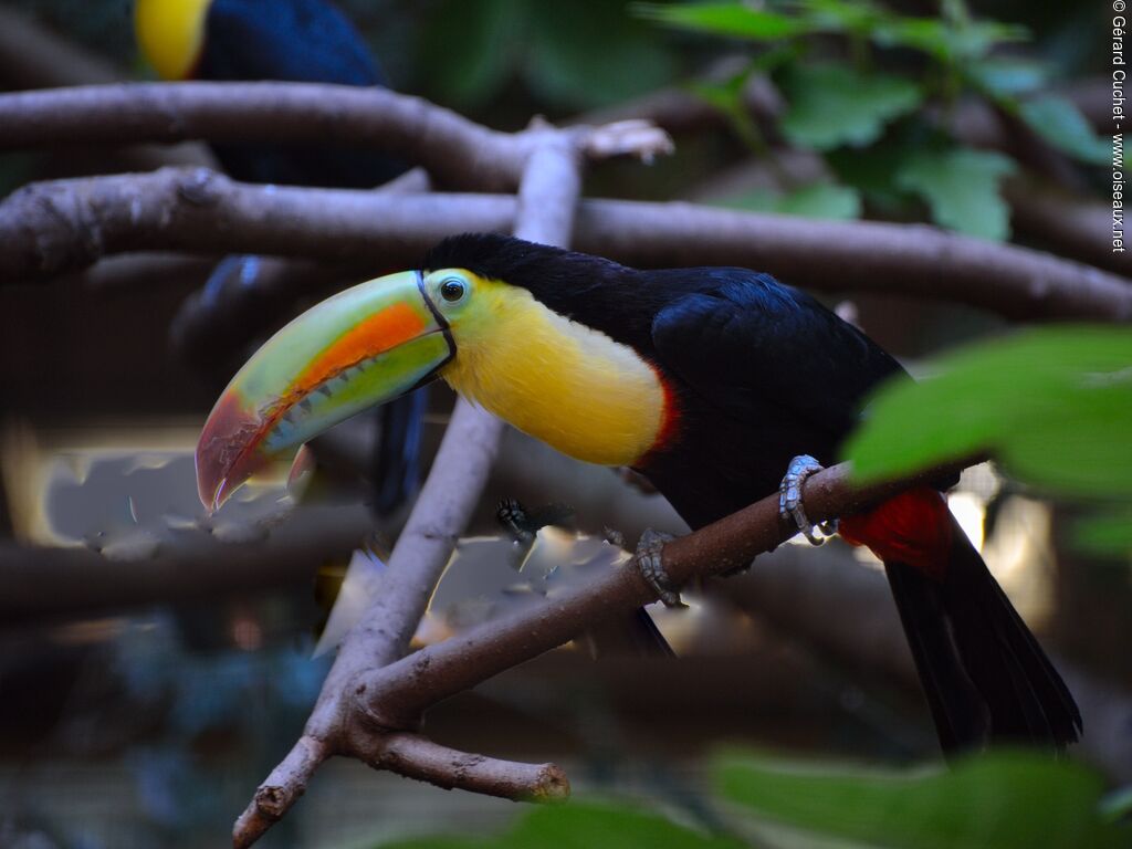 Toucan à carène