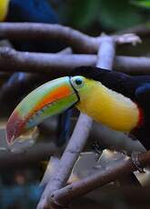 Toucan à carène