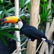 Toco Toucan