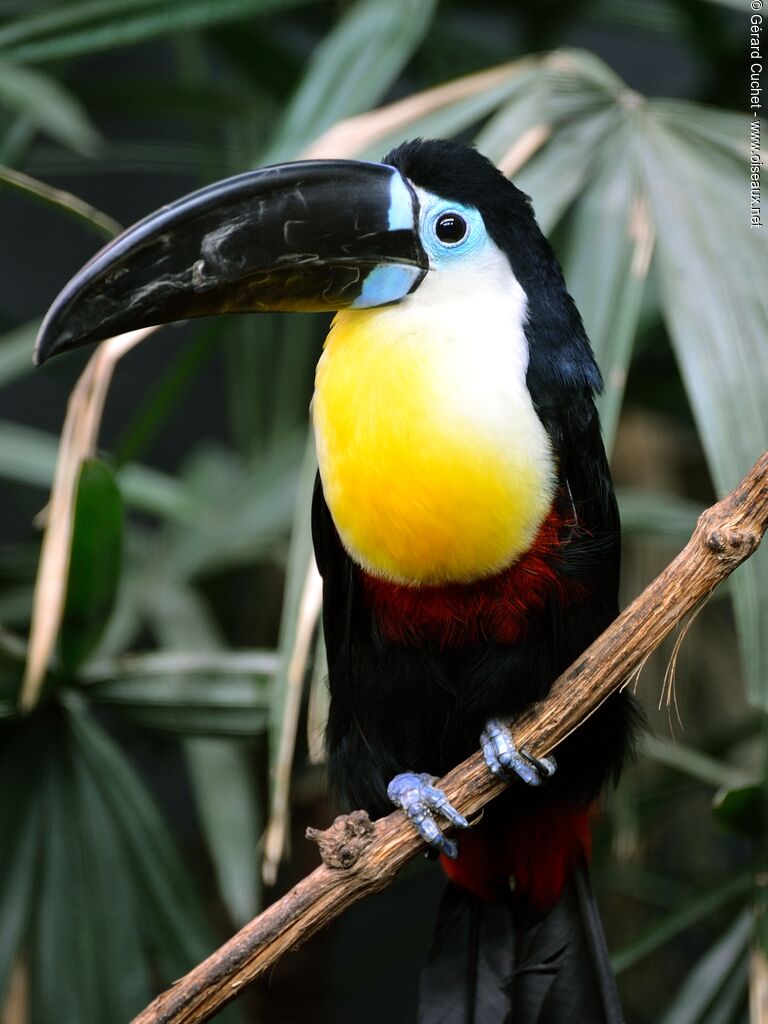 Toucan vitellin