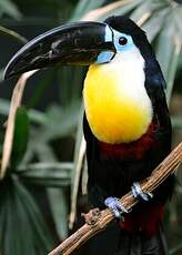 Toucan vitellin