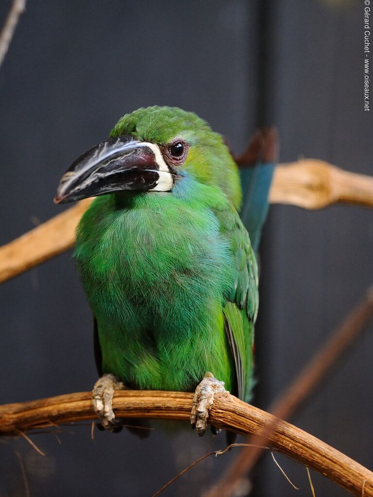 Toucanet à croupion rouge, identification