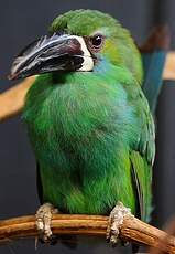 Toucanet à croupion rouge