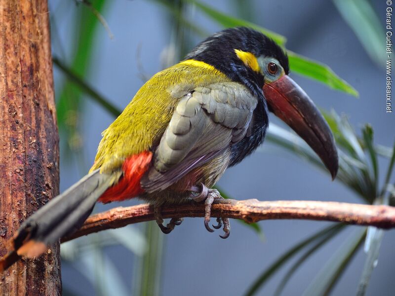 Guianan Toucanet