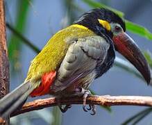 Guianan Toucanet